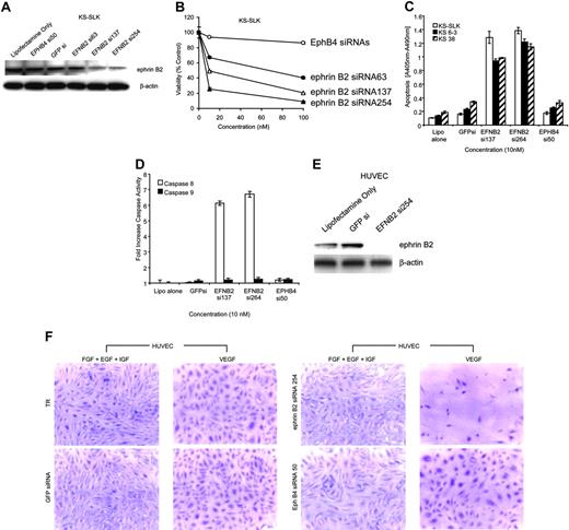 Figure 5. Ephrin B2 knockdown with specific siRNA inhibits viability in KS cells and HUVECs grown in the presence of VEGF but not IGF, EGF, or bFGF. (A) Ephrin B2 siRNAs block ephrin B2 expression in KS-SLK cells. Cells were transfected with various siRNA to ephrin (EFN) B2 and controls. After 48 hours the cells were harvested and crude cell lysates fractionated on 4% to 20% sodium dodecyl sulfate-polyacrylamide gel electrophoresis (SDS-PAGE). Western blot was performed with monoclonal antibody to ephrin B2 generated in-house. The membrane was stripped and reprobed with β-actin monoclonal antibody (Sigma) to illustrate equivalent loading and transfer. (B) Three-day cell viability assay of KS-SLK cultures in the presence of ephrin B2 and EphB4 siRNAs. Cells (1 × 105/well) in 24-well plates were treated with 0, 10, and 100 ng/mL siRNAs as indicated on the graph. Viability of cultures was determined by MTT assay as described in “Patients, materials, and methods.” Shown are the mean ± standard deviation of duplicate samples. (C) ELISA of cytosolic nucleosomes 48 hours after transfection of cells with siRNA as indicated. KS 6-3 and KS 38 are early passage isolates generated in our laboratory from AIDS-KS patient biopsies. (D) Colorimetric assay of caspase 8 (extrinsic cell death) and caspase 9 (intrinsic cell death) activity in KS-SLK cells treated as in panel C. Means ± standard deviation of triplicate determinations are shown for both panels C and D. (E) Ephrin B2 siRNA blocks VEGF-mediated induction of ephrin B2 in HUVECs. HUVECs cultured in endothelial basal medium (EBM-2) supplemented with 5% FCS and 10 ng/mL VEGF were transfected with the indicated siRNAs. Cell lysates were prepared as in panel A and subjected to sequential Western blot with ephrin B2 and β-actin. (F) HUVECs were seeded on 8-well chamber slides coated with fibronectin. The HUVECs were grown overnight in endothelial growth medium (EGM-2), which contains all growth supplements (see “Patients, materials, and methods”). On the following day, the medium was replaced with EBM-2 supplemented with 5% FCS and either VEGF (10 ng/mL) alone or EGF, FGF, and IGF in combination as indicated. After 2 hours of incubation at 37°C, the cells were transfected using Lipofectamine 2000 (Invitrogen) in Opti-MEM medium containing 10 nM of siRNA to ephrin B2, EphB4, or green fluorescence protein (GFP) as control. The cells were returned to EBM-2 supplemented as described in “Patients, materials, and methods” with VEGF alone or EGF, FGF, and IGF in combination, following the 2-hour transfection in Opti-MEM-1. After a further 48 hours, the cells were stained with crystal violet. Digital images were captured immediately after staining using a Nikon Coolpix 5000 with microscope adaptor. Original magnification × 10. TR indicates transfection reagent.