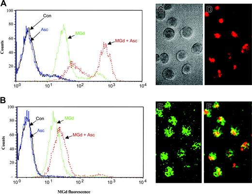 Figure 7. Intracellular MGd uptake and ROS production. Fluorescence analysis was performed on live gated cells after 24 hours of incubation with 50 μM MGd and 50μM ascorbate in the (A) chemotherapy-sensitive cell line, 8226-RPMI, and the (B) highly chemotherapy-resistant line, DOX-10V. Histograms depict fluorescence uptake in live cells, with fluorescence on the x-axis and live cell counts on the y-axis. A shift to the right indicates increased MGd fluorescence. Con indicates mannitol control. Histograms shown are representative of triplicate measurements. Intracellular uptake of MGd and intracellular ROS production in C2E3 cells was also assessed by fluorescence microscopy after 24 hours incubation with 50 μM MGd and 50 μM ascorbate: (C) myeloma cells in gray scale transmission, (D) intracellular MGd uptake with MGd delineated by red fluorescence label, (E) ROS production as delineated by green fluorescence, which results from oxidation of DCFA to DCF, (F) MGd and ROS production in the same cells as represented by the overlay of red and green fluorescence resulting in the yellow color.