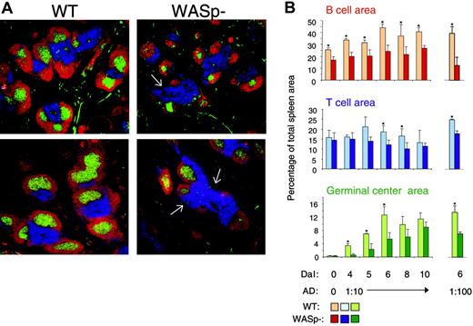Figure 3. WASp deficiency leads to abnormal spleen architecture with delayed GC reaction. Wild-type (WT) and WASp-deficient (WASp–) mice were immunized by intraperitoneal injection of SRBCs. Mice were killed on indicated days and cryostat sections of spleens were prepared. (A) Representative images of spleen sections are shown. Spleens were analyzed on day 5 or 10 after SRBC immunization (diluted 1:10). B- and T-cell areas were stained with PE-labeled anti-B220 (red) and Cy5-labeled anti-CD3 (blue) antibodies, respectively, and GCs were detected with biotinylated PNA, followed by streptavidin-FITC (green). (B) Quantitative determination of white pulp areas. Spleens from mice immunized with a 1:10 dilution of SRBCs (day 4 to 10) or a 1:100 dilution of SRBCs (on day 6) were analyzed. The B-cell, T-cell, and GC area was measured on images of random sections. The percentages of B-cell, T-cell, and GC areas of the total spleen area are shown. Each bar represents mean values from measurements of 3 different spleens. Error bars show one SD and asterisks indicate a significant difference of P < .05 using a 2-tailed t test. Presented results are representative of 3 similar experiments. Upper images show day 5, and lower images, day 10.