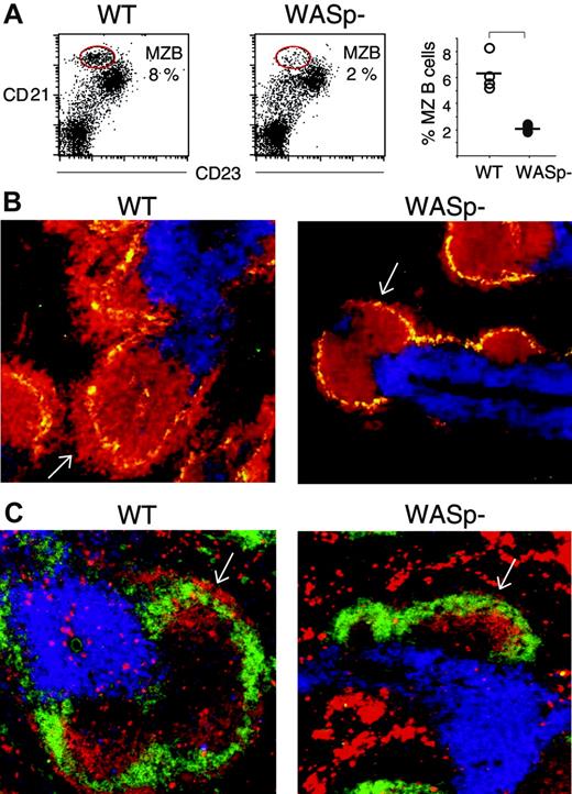 Figure 4. The number of marginal zone (MZ) B cells is reduced in WASp-deficient mice. The MZ B-cell population was detected as CD21highCD23low by either flow cytometry (A) or by counterstaining with the MZ macrophage-specific marker MOMA-1 (B), or as IgMhighIgDlow on spleen cryostat sections (C). (A) Spleen cells from nonimmunized wild-type (WT) and WASp-deficient (WASp–) mice were stained with PE-labeled anti-CD21 and FITC-labeled anti-CD23 antibodies, thereafter analyzed by flow cytometry using a gate for lymphocytes. The CD21highCD23low MZ B-cell populations are encircled in the left-hand graphs. Their percentage of the total lymphocyte population is indicated. The percentage of MZ B cells from 4 WT and 4 WASp– spleens is shown in the right-hand graph. The level of significance was calculated using a 2-tailed t test and the bracket indicates P < .001. Presented results are representative of 2 similar experiments. (B) Cryostat sections from nonimmunized WT and WASp– spleens were stained with PE-labeled anti-B220 (red) and Cy5-labeled anti-CD3 (blue) antibodies to detect B and T cells, respectively. MZ macrophages were detected with MOMA-1 antibodies followed by Alexa488-labeled secondary antibodies (green). The layer of B220+ B cells that surrounds the MZ macrophages is indicated with white arrows. Note the reduced thickness in the WASp– spleen section. (C) Cryostat sections of WT and WASp– spleens on day 5 in the immune response to SRBCs (diluted 1:10) were stained with PE-labeled anti-IgM (red) and FITC-labeled anti-IgD (green) antibodies to detect B cells. T-cell areas were detected using Cy5-labeled anti-CD3 (blue) antibodies. The rim of IgMhighIgDlow MZ B cells, localized at the outer border of the B-cell follicle, is indicated with white arrows. Note the reduction of IgMhighIgDlow MZ B cells in the WASp– spleen section.