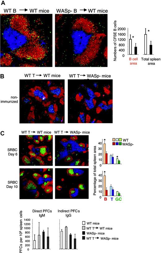 Figure 6. Evidence for an intrinsic B-cell deficiency. (A) Transfer of B cells. Wild-type (WT) and WASp-deficient (WASp–) mice were immunized by intraperitoneal injection of SRBCs, diluted 1:10. This immunization was repeated 3 weeks later. On day 3 in the secondary response, donor B cells were purified from WT or WASp– spleens. CFSE-labeled donor cells (107) were adoptively transferred into WT recipients, which had received an SRBC injection 3 days earlier. One day later, spleens were taken out and cryostat sections prepared. Representative images of spleen sections are shown. CFSE-labeled transferred B cells are green. B- and T-cell areas are detected with PE-labeled anti-B220 (red) and Cy5-labeled CD3 (blue) antibodies, respectively. The graphs show quantitative determination of transferred B cells. The numbers of transferred B cells were counted in the B-cell areas as well as in the total spleen area. Each bar represents measurements from 4 mice. Error bars show one SD and asterisks indicate a significant difference of P < .01 using a 2-tailed t test. Presented results are representative of 2 similar experiments. (B) Transfer of T cells. WT CD4+ T cells (107) were adoptively transferred into WT or WASP– mice. The images show that transferred CFSE-labeled CD4+ T cells localize to the T-cell area of WT and WASp– spleens 24 hours after injection. (C) One day after transfer of unlabeled CD4+ T cells, mice were immunized with SRBCs diluted 1:10. Spleens were analyzed on day 6 or 10 after SRBC immunization. Representative images of spleen sections are shown. B- and T-cell areas were stained with PE-labeled anti-B220 (red) and Cy5-labeled anti-CD3 (blue) antibodies, respectively, and GCs were detected with biotinylated PNA, followed by streptavidin-FITC (green). Quantitative determination of white pulp areas is shown in the right-hand graphs. The B-cell, T-cell, and GC area was measured on images of random sections. The percentages of B-cell, T-cell, and GC areas of the total spleen area are shown. Each bar represents mean values from measurements of 3 different spleens. Error bars show one SD and asterisks indicate a significant difference of P < .05 using a 2-tailed t test. Numbers of direct PFCs detecting IgM-secreting cells and indirect PFCs detecting IgG-secreting cells are shown at day 6 after immunization. Each bar represents the mean value from 3 mice. Error bars show one SD. Presented results are representative of 2 similar experiments.