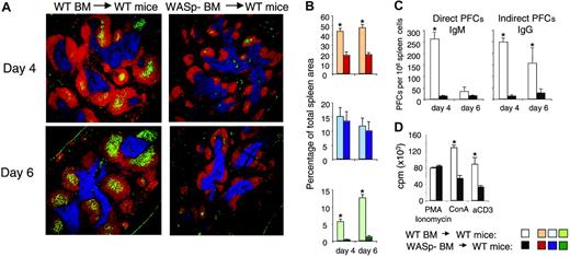 Figure 7. Abolished immune response in mice reconstituted with WASp-deficient bone marrow. Bone marrow cells from wild-type (WT) and WASp-deficient (WASp–) mice were injected intravenously into irradiated wild-type recipient mice. At 8 weeks after reconstitution, mice were immunized by intraperitoneal injection of SRBCs diluted 1:10. Spleens were analyzed on day 4 or 6 after immunization. (A) Representative images of spleen sections are shown. B-cell, T-cell, and GC areas were stained as in Figure 3. (B) Quantitative determination of white pulp areas. The B-cell, T-cell, and GC area was measured on images of random sections. The percentages of B-cell (top), T-cell (middle), and GC (bottom) areas of the total spleen area are shown. Each bar represents mean values from measurements of 4 (day 4) or 3 (day 6) different spleens. Error bars show one SD and asterisks indicate a significant difference of P < .01 using a 2-tailed t test. (C) Individual antibody-secreting cells were enumerated from spleens of immunized mice, using the hemolytic plaque assay. Numbers of direct PFCs detecting IgM-secreting cells and indirect PFCs detecting IgG-secreting cells are shown. Each bar represents the mean value from 4 (day 4) or 3 (day 6) mice. Error bars show one SD and asterisks indicate a significance level of P < .01 using a 2-tailed t test. (D) T-cell proliferation in reconstituted mice. T cells from spleens were stimulated with anti-CD3 antibodies (αCD3, 10 μg/mL) or concanavalin A (Con A, 4 μg/mL). Note the reduced proliferative response of T cells from recipients that received WASp– bone marrow. Equal levels of proliferation in response to PMA/ionomycin are used as a control for cell numbers. Each bar represents the mean value of triplicates; error bars show one SD; and asterisks indicate P < .01 using a 2-tailed t test.