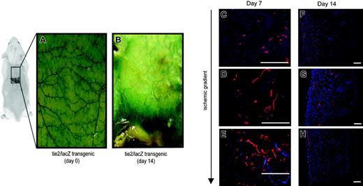 Figure 2. Ischemia-induced neovascularization in tie2/lacZ mice. The ischemia model was studied in tie2/lacZ mice, in which β-galactosidase (blue staining) is expressed by all endothelial cells. (A) (B) Gross sections of the undersurface of mouse skin stained with X-gal are shown prior to and 14 days following ischemic surgery, respectively. Note the central zone of necrosis that could easily be demarcated from ischemic, but viable, tissue (arrow). (C) (D) (E) (F) (G) Histologic sections were stained for β-galactosidase (red) and demonstrated increasing microvessel density within ischemic regions at day 7 (blue indicates DAPI nuclei staining) (panels C-E). A subset of animals were injected with fluorescent lectin also (red) prior to humane killing to highlight functionally perfused vessels (panels F-H). As illustrated at day 14, neovessels formed in a direction along the gradient of ischemia toward the central portion of necrosis. Scale bars = 50 μm.