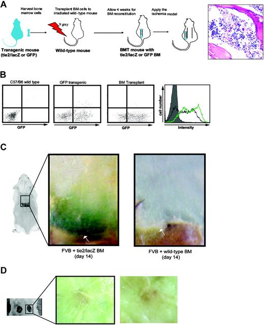 Figure 3. Contribution of bone marrow–derived EPCs to ischemia-induced neovascularization. (A) Bone marrow (BM) transplantation mice were established to assess the contribution of vasculogenesis to ischemia-induced neovascularization. In this model, BM-derived cells or EPCs can be identified by GFP or lacZ staining, respectively. A representative lacZ histologic staining in the BM transplant–recipient animals is shown (right panel). (B) FACS analysis of the bone marrow in mice receiving transplants of cells from GFP-expressing transgenic mice revealed successful reconstitution of the bone marrow at 4 weeks. The histogram on the right shows an overlay of wild-type (shaded gray), transgenic GFP (black line), and bone marrow transplant–recipient mice (green line). (C) Application of the ischemia model to mice with tie2/lacZ bone marrow showed intense β-gal expression in severely ischemic regions (left panel), while no such expression was noted in control mice receiving transplants of wild-type bone marrow (right panel). (D) Mice that had received tie2/lacZ transplants and that had undergone excisional wounding, rather than ischemic surgery, demonstrated no gross evidence of lacZ staining; tissue at 14 days after wounding is shown.