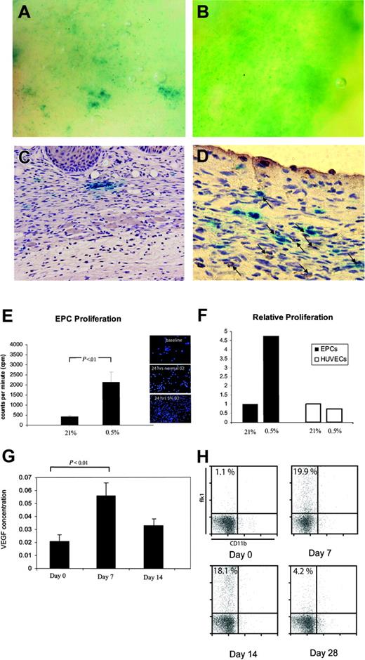 Figure 5. EPC cluster formation, enhanced proliferation, and elevated levels of VEGF protein in hypoxic conditions. (A) A magnified view of the central ischemic zone with EPC cluster formation reminiscent of embryologic blood island formation. (B) In contrast, a decrease of such cluster formation was seen along the nonischemic wounds. (C) (D) EPC cluster formation typically appeared at 1 week following ischemia and costained with proliferative marker Ki67 (panel D); positive staining (DAB) appears brown, and arrows point to costaining cells. (E) Exposure of human EPCs to varying O2 concentrations in vitro demonstrated enhanced proliferation at reduced O2 levels; representative pictures of DAPI-stained EPCs are shown on the right. (F) In comparison to EPCs, HUVECs showed significantly decreased proliferation at 0.5% O2. (G) The increase in circulating EPC levels also correlated with an increase in VEGF protein levels. (H) Circulating mouse MNCs were isolated at the time of killing and analyzed with FACS for flk1+/CD11b–, markers previously demonstrated to represent circulating EPCs. A significant increase in cell number was noted at 7 days following ischemic surgery.