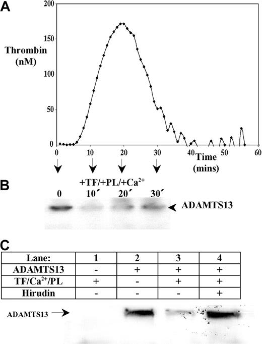 Figure 2. ADAMTS13 is proteolyzed following thrombin generation in human plasma. Recombinant ADAMTS13 (final concentration 80 nM) was added to defibrinated normal pooled citrated human plasma. (A) Thrombin generation was initiated by the addition of 8 pM TF, Ca2+, and phospholipids (PLs; PS/PC/PE, 20:60:20). The amount of thrombin generated in defibrinated ADAMTS13-spiked plasma was monitored in triplicate in real-time by a Fluoroscan plate reader using a fluorogenic thrombin substrate. Readings were quantified with a standard curve generated in parallel. (B) Parallel plasma samples were also analyzed for ADAMTS13 fragmentation. At 0, 10, 20, and 30 minutes, ADAMTS13 degradation was assessed by Western blotting under reducing conditions using an anti-ADAMTS13 protease domain antibody. (C) Citrated whole human plasma (containing 5 mg/mL GPRP-amide) was incubated with either TF/PLs/Ca2+ (lane 1), 125 nM ADAMTS13 (lane 2), TF/PLs/Ca2+ and 125 nM ADAMTS13 (lane 3), or TF/PLs/Ca2+, 125 nM ADAMTS13, and 100 U/mL hirudin (lane 4) for 30 minutes at 37°C. Samples were analyzed by Western blotting using an anti-ADAMTS13 protease domain antibody.