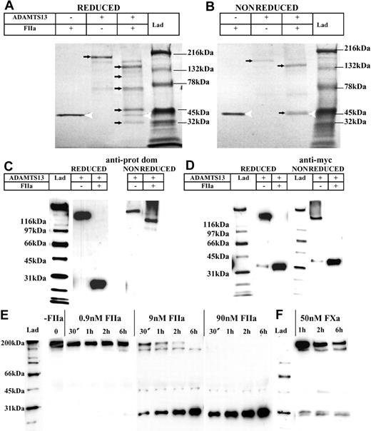 Figure 3. Purified ADAMTS13 is cleaved by thrombin and FXa in a concentration- and time-dependent fashion. Purified ADAMTS13 (400 nM) was incubated with and without 9 nM thrombin (FIIa) in 20 mM Tris-HCl (pH 7.8) containing 150 mM NaCl and 5 mM Ca2+ at 37°C for 16 hours. Samples were electrophoresed on a 4% to 15% polyacrylamide gel under both reducing (A) and nonreducing (B) conditions, followed by Coomassie staining. Thrombin was detected as a band of approximately 36 kDa (white arrowhead); full-length ADAMTS13 and its proteolytic fragments are identified by arrows. (C) Western blot analysis of ADAMTS13 with and without complete thrombin proteolysis (under reducing and nonreducing conditions) using the anti-ADAMTS13 protease domain antibody. (D) Western blot analysis of ADAMTS13 with and without complete thrombin proteolysis (under reducing and nonreducing conditions) using the anti-myc epitope antibody. (E) Varying concentrations of thrombin (0 nM-90 nM) were incubated with 250 nM ADAMTS13 at 37°C for 0 to 6 hours in 20 mM Tris-HCl (pH 7.8) containing 150 mM NaCl and 5 mM Ca2+. Samples were analyzed under reducing conditions by Western blotting using the anti-ADAMTS13 protease domain antibody. (F) FXa (50 nM) was incubated with 250 nM ADAMTS13 at 37°C for 0 to 6 hours in 20 mM Tris-HCl (pH 7.8) containing 150 mM NaCl and 5 mM Ca2+, and analyzed as in panel E.