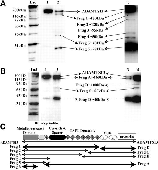 Figure 4. Identification of ADAMTS13 fragments generated by thrombin. Recombinant ADAMTS13 (250 nM) was incubated with 9 nM human thrombin at 37°C for 30 minutes in 20 mM Tris-HCl (pH 7.8) containing 150 mM NaCl and 5 mM Ca2+, causing partial proteolysis of ADAMTS13. Samples were analyzed by Western blotting. (A) ADAMTS13 was detected using the anti-ADAMTS13 protease domain antibody. ADAMTS13 (lane 1) was incubated with thrombin (lane 2). Increased quantities of ADAMTS13 (400 nM) were incubated with thrombin and extended development of blots (lane 3). (B) Probing of samples from panel A using the anti-myc antibody. ADAMTS13 (lane 1); ADAMTS13 treated with thrombin (lanes 2, 3, and 4). Lanes 3 and 4 represent the same sample; lane 3 contains 25% of the volume loaded in lane 4. (C) The predicted identities of the cleavage fragments in panel A (Frags 1-6) and panel B (Frags A-D) are represented. The locations of the predicted cleavage sites are approximate. Fragment boundaries and sizes were estimated from the molecular weights calculated from panel A and panel B. The fragments generated by cleavage at the favored cleavage sites are shown in bold.