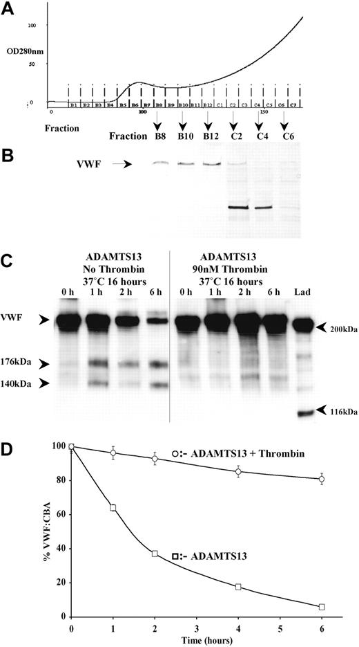 Figure 5. Proteolysis of ADAMTS13 by thrombin abolishes ADAMTS13 enzymatic activity toward purified human VWF. Human VWF was purified from human plasma by gel filtration. After gel filtration (A), the purity of VWF in each fraction was assessed by reducing SDS-PAGE on a 7.5% polyacrylamide gel, followed by silver staining (B). Fractions B8-B12 contained VWF, visualized as a band of approximately 250 kDa (arrow), and were free of major contaminating proteins. Only the highest purity VWF from fractions B8-B10 were used as a substrate for ADAMTS13. ADAMTS13 that had been pretreated with and without 9 nM thrombin in 20 mM Tris-HCl (pH 7.8) containing 150 mM NaCl and 5 mM Ca2+ for 16 hours at 37°C was assayed for activity. Subsamples were removed at 0, 1, 2, and 6 hours and assessed by Western blotting using an anti-VWF polyclonal antibody (C). ADAMTS13 generated characteristic VWF proteolytic fragments of 176 kDa and 140 kDa. Samples studied in panel C were also analyzed using a functional assay based on collagen binding (VWF-CBA) as outlined in “Materials and methods” (D). Results shown ± SEM, (n = 3).