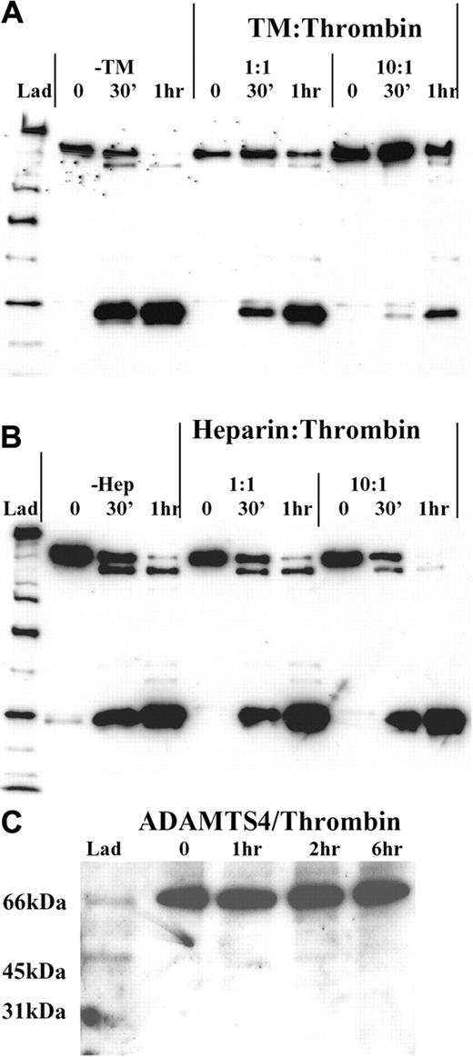 Figure 6. Cofactors of thrombin and ADAMTS13 proteolysis. Recombinant ADAMTS13 (250 nM) was treated with 50 nM thrombin that had been preincubated at 37°C with either equimolar or a 10-fold molar excess of either soluble rabbit TM (A) or heparin (B) in 20 mM Tris-HCl (pH 7.8) containing 150 mM NaCl and 5 mM Ca2+. ADAMTS13 fragmentation was monitored under reducing conditions using the anti-protease domain antibody. (A) Thrombin was preincubated with either 50 nM or 500 nM soluble rabbit TM for 5 minutes. Thereafter, the ability of each thrombin/TM mix to cleave ADAMTS13 was monitored at 0 minutes, 30 minutes, and 1 hour time points, and was compared with that of thrombin alone. (B) Thrombin was preincubated with either 50 nM or 500 nM heparin and analyzed as in panel A. (C) The specificity of thrombin for ADAMTS13 relative to other ADAMTS-family members was gauged by incubating 250 nM ADAMTS4 in 20 mM Tris-HCl (pH 7.8) containing 150 mM NaCl and 5 mM Ca2+ with 9 nM thrombin for 0 to 6 hours. Samples were analyzed by Western blotting using a polyclonal anti-ADAMTS4 protease domain antibody.