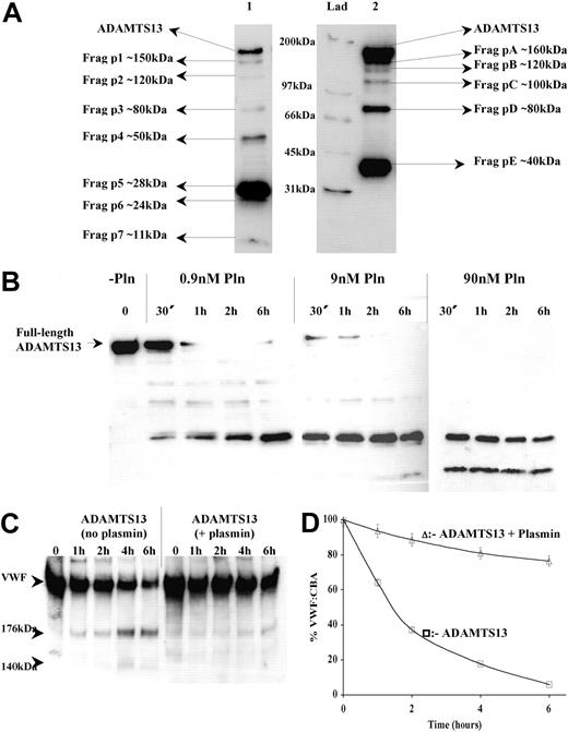 Figure 7. Proteolytic inactivation of ADAMTS13 by plasmin. Recombinant ADAMTS13 (250 nM) was incubated with 9 nM human plasmin in 20 mM Tris-HCl (pH 7.8) containing 150 mM NaCl and 5 mM Ca2+ at 37°C for 30 minutes, causing partial proteolysis of ADAMTS13 (A). Samples were analyzed by Western blotting using either anti-ADAMTS13 protease domain (lane 1) or anti-myc epitope antibodies (lane 2). The rate of plasmin-dependent ADAMTS13 proteolysis was assessed by incubating varying concentrations of plasmin (0 nM-90 nM) with 250 nM ADAMTS13 at 37°C for 30 minutes to 6 hours (B). Samples were analyzed under reducing conditions by Western blotting using the anti-ADAMTS13 protease domain antibody. To assess the effect of plasmin proteolysis on ADAMTS13 function, ADAMTS13 was pretreated with or without 9 nM plasmin for 16 hours at 37°C and thereafter assayed for activity by 2 methods, as outlined in “Materials and methods.” Subsamples were removed from each assay at 0, 1, 2, 4, and 6 hours and assessed by Western blotting using an anti-VWF polyclonal antibody (C). ADAMTS13 generated characteristic VWF proteolytic fragments of 176 kDa and 140 kDa that were visualized after 1 hour and increased in intensity over the 6-hour time course. There was also a concomitant decrease in the intensity of the 250-kDa VWF band. Analysis of VWF function as in Figure 6D using a VWF-CBA (D). Results shown ± SEM, (n = 3).