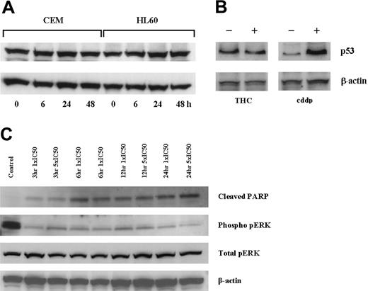 Figure 5. Effect of THC on p53 protein expression. CEM and HL60 cells were cultured with an IC50 concentration (day 2), and p53 expression was assessed by immunoblot analysis at 6, 24, and 48 hours (A). Similarly, culturing MOLT-4 cells with THC for 2 days also showed no increase in p53 levels, while culturing with cisplatin (cddp) did (B). The culture of CEM cells with THC at 1 × and 5 × IC50 resulted in duration-independent increases in cleaved PARP and decreases in phosphorylated-pERK (C).
