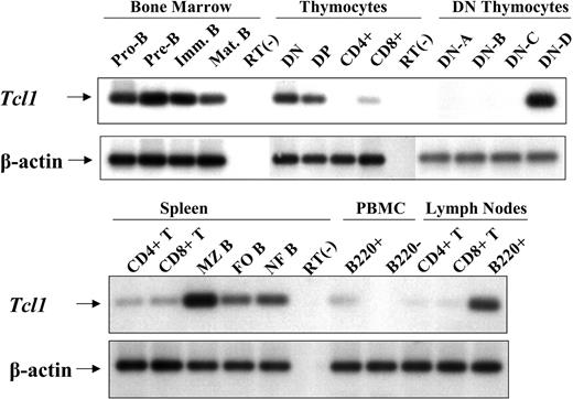 Figure 1. Expression of Tcl1 mRNA in flow-sorted lymphocyte subpopulations from bone marrow, thymus, spleen, peripheral blood, and lymph nodes of wild-type mice. For each lymphocyte subpopulation, 5 × 105 cells were used for total RNA isolation. Pro-B cells were defined as B220+CD43+IgM-, pre-B cells as B220+CD43-IgM-, immature B as B220+IgM+IgD-, mature B as B220+IgM+IgD+. The double-positive (DP) thymocytes were defined as CD4/8 double-positive. The CD4/8 double-negative (DN) thymocytes were further subdivided based on differential CD25 and CD44 expression: DN-A, CD4-CD8-CD44+CD25-; DN-B, CD4-CD8-CD44+CD25+; DN-C, CD4-CD8-CD44-CD25+; DN-D, CD4-CD8-CD44-CD25-. Splenic B cells were divided into 3 subpopulations based on expression of the B220, CD21, and CD23 cell-surface markers: MZ, marginal zone B cells (B220+CD21hiCD23int), FO, follicular B cells (B220+CD21intCD23hi); NF, newly formed B cells (B220+CD21loCD23lo). Peripheral blood mononuclear cells are designated PBMCs.