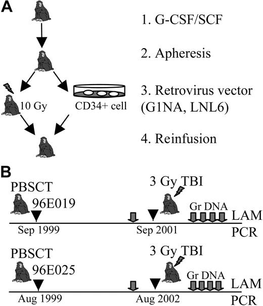 Figure 1. Study design. (A) Autologous peripheral blood stem cell transplantation (PBSCT). Cytokine-mobilized CD34+ cells were collected by apheresis from 2 animals, 96E019 and 96E025. Harvested cells were transduced with neomycin phosphotransferase retrovirus vectors (LNL6 and G1Na) and reinfused to monkeys after 10 Gy conditioning. G-CSF indicates granulocyte colony-stimulating factor; SCF, stem cell factor. (B) Timeline of the study. The animals received 3 Gy irradiation dose 2 years (96E019) and 3 years (96E025) after PBSCT. Blood samples (gray arrows) were collected for blood cell counts and granulocyte DNA (Gr DNA) isolation. The number of transduced clones contributing granulocyte production at each time point was determined by LAM-PCR analysis.