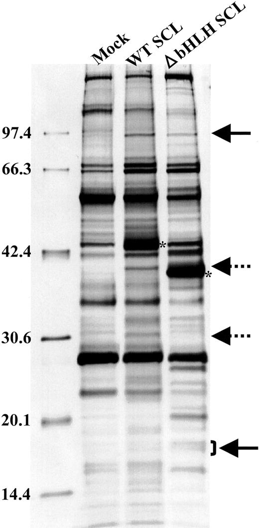 Figure 1. Proteins co-precipitated with WTSCL or ΔbHLH SCL. WT SCL and ΔbHLH SCL are indicated by asterisks. The bands indicated by arrows are reproducibly precipitated.