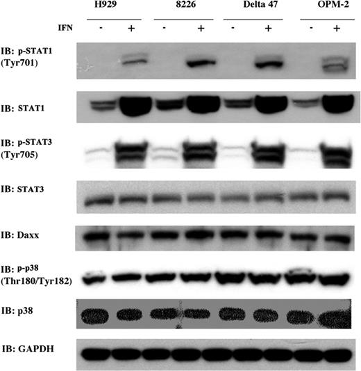 Figure 3. STAT1, STAT3, Daxx, and p38 do not correlate with IFN-α effects on responsive and nonresponsive cell lines. Western blot analysis of STAT1, STAT3, Daxx, and p38 MAP kinase determined after 48 hours in the presence (+) or absence (-) of IFN-α (2000 U/mL).