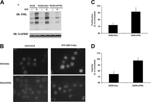 Figure 4. RNAi leads to specific down-regulation of PML and a corresponding loss of IFN-α–mediated growth inhibition. (A) Immunoblot analysis of PML induction by IFN (500 U/mL) in parental 8226 cells (left), 8226 cells transfected with control siRNA targeting luciferase (siluc, middle), and 8226 cells transfected with siRNA targeting PML (siPML, right). Protein loading control was measured by GAPDH blotting. (B) Fluorescence microscopy image of PML NB induction. Cells in left panels were untreated and, in right panels, treated with IFN-α. (C) MTS proliferation assay comparing the effect of IFN-α on 8226 cells transfected with siluc or siPML. Data are expressed as percentage of optical density (OD) value of IFN-treated versus untreated cells as described in “Materials and methods,” with untreated cells representing 100% proliferation, and are averaged values of 5 independent experiments performed in triplicate (± SD). (D) Trypan blue viability assay of the same experiment as in panel C. The data are average of 3 independent experiments performed in triplicate (± SD).