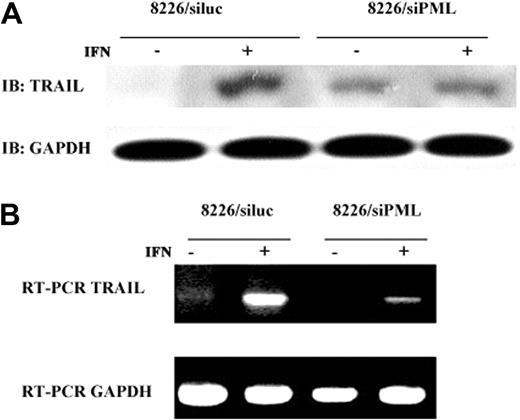 Figure 6. siPML down-regulates TRAIL. (A) RNAi silencing of PML inhibits induction of TRAIL protein by IFN-α. The 8226 cells transfected with siluc or siPML were treated with IFN-α 500 U/mL for 48 hours and analyzed for TRAIL protein expression by immunoblotting. GAPDH protein level serves as loading control. (B) RNAi silencing of PML inhibits induction of TRAIL mRNA by IFN-α. RT-PCR of cells treated as in panel A using primers specific for TRAIL and GAPDH as a control.