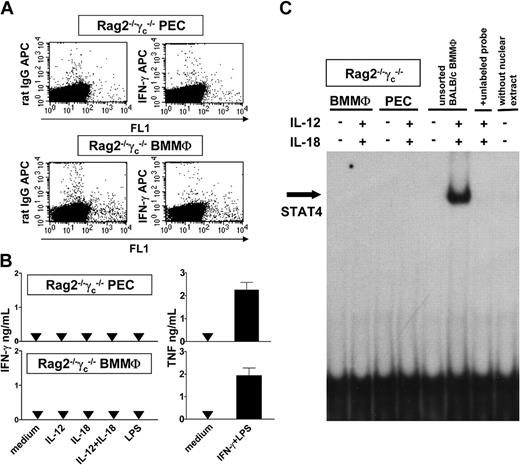 Figure 6. IFN-γ production and STAT4 activation of PECs and BMMΦs of RAG2-/-γc-/- mice. (A) Total of RAG2-/-γc-/- PECs or BMMΦs were stimulated with IL-12/IL-18 and intracellular IFN-γ was detected by ICS. Representative for 3 experiments. (B) Production of IFN-γ and TNF of RAG2-/-γc-/- PECs or BMMΦs after stimulation with IL-12 (with or without IL-18), IL-18, LPS (1μg/mL), or IFN-γ (20 ng/mL) plus LPS (200 ng/mL) for 72 hours. Mean ± SEM of 5 experiments. (C) Analysis of STAT4 activation by EMSA. Nuclear extracts were prepared from PECs or BMMΦs of RAG2-/-γc-/- mice or from unsorted BALB/c BMMΦs as positive control. The cells remained unstimulated or were stimulated with IL-12/IL-18 for 2 hours (Figure 5). Representative for 3 experiments.