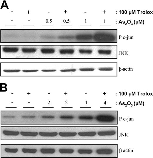 Figure 5. Trolox enhances As2O3-mediated JNK activation. Immune complex kinase assays were performed to measure JNK activity with extracts from NB4 (A) or AsR2 cells (B) treated with As2O3 and trolox for 16 hours as described in “Materials and methods.” Data depicted are representative of 3 independent experiments.