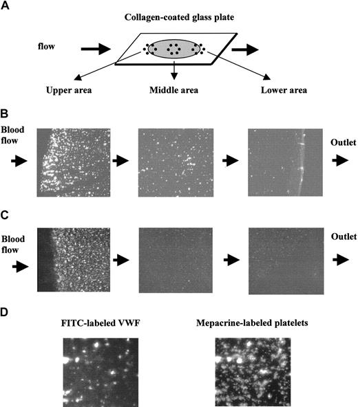 Figure 5. Colocalization of exogenous VWF with platelets adhered on collagen-immobilized surface. FITC-labeled VWF or nonlabeled VWF was added to platelet-reduced blood labeled with mepacrine (5 × 104 platelets/μL) to give a final concentration of 2.6 VWF:RCo U/mL and perfused at 1600 s–1. Blood flow was stopped at 2 minutes after start of the flow, and the cover slips were washed and fixed with paraformaldehyde solution. The fluorescent images of FITC and mepacrine were separately obtained by using B and BV filters, respectively. (A) An illustration of the collagen-coated glass plate in the flow chamber. Gray circle and bold arrows indicate the collagen-coated area and flow direction, respectively. (B) Fluorescent images of FITC-labeled VWF on the collagen surface at 3 sites: upper, middle, and lower areas of the flow, as shown in panel A. Mepacrine nonlabeled platelet reduced-blood was perfused after addition of FITC-labeled VWF. (C) Fluorescent images of mepacrine-labeled platelets on the collagen surface at 3 sites: upper, middle, and lower areas of the flow, as shown in panel A. (D) Fluorescent images of the same microscope field of the same sample using mepacrine and FITC fluorescence. Magnification, × 100 for panels B and C, and × 400 for panel D.