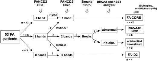 Figure 4. Evaluation strategy for detection of reversion and classification of FA patients. The evaluation strategy proposed for FA patients in addition to PBL chromosome breakage test is shown. The number of patients at each step is indicated when this strategy is applied to the present series of 53 FA patients.