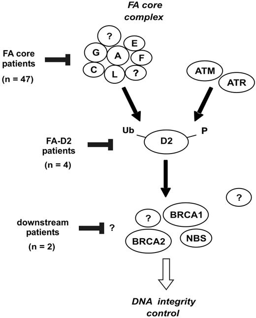 Figure 5. Classification of FA patients based on the location of the FA/BRCA pathway disruption. The FANCA, FANCC, FANCE, FANCF, FANCG, and FANCL proteins are required for monoubiquitination of FANCD2. During S phase, and following DNA damage, FANCD2 is monoubiquitinated and targeted to nuclear foci containing BRCA1, FANCD1/BRCA2, and NBS1.9 Based on the strategy shown in Figure 4, the presumptive location of FA/BRCA pathway disruption in patients of the present series is indicated.