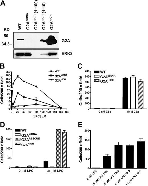 Figure 2. The requirement of G2A in J774A.1 cell chemotaxis to LPC. (A) Western blot of G2A expression in wild-type (WT), G2AsiRNA, and G2AHIGH J774A.1 cells. The lysate of G2AHIGH J774A.1 cells was diluted 10- and 100-fold before loading. (B) Comparison of LPC-induced chemotaxis of wild-type, G2AsiRNA, and G2AHIGH J774A.1 cells. Transwell migration assays were used to examine the role of G2A in J774A.1 cell chemotaxis to different concentrations of LPC. (C) As a control for cell motility, 5 nM C5a was used as a chemoattractant for J774A.1 cell migration under the same experimental condition. (D) Rescue of G2AsiRNA J774A.1 cell chemotaxis to LPC by reconstitution of G2A expression. An siRNA-resistant form of G2A cDNA was cloned into retroviral vector under the control of the ubiquitin C promoter, and G2AsiRNA J774A.1 cells were infected with this construct to reconstitute the expression of G2A. The chemotactic response to LPC of these cells (G2ARESCUE) was compared with wild-type, G2AsiRNA, and G2AHIGH J774A.1 cells. (E) Effects of different species of LPC on J774A.1 cell chemotaxis. LPC with different length of acyl chain was used as a chemoattractant to induce G2AHIGH J774A.1 cell migration. These results are representative of at least 3 independent experiments.