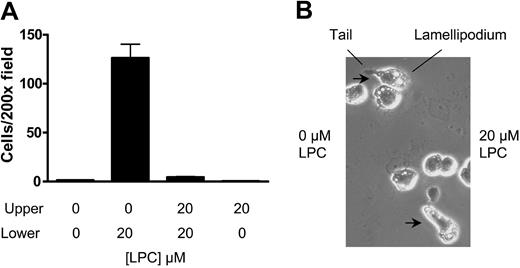 Figure 3. LPC induces J774A.1 cell chemotaxis but not chemokinesis. (A) An LPC gradient is required for J774A.1 cell migration. The migration of G2AHIGH J774A.1 cells was tested in transwell assay. LPC-induced J774A.1 cell migration was abolished by adding the same concentration of LPC into the upper chamber of the transwell. LPC alone in the upper chamber did not stimulate J774A.1 cell migration. The results are representative of 3 independent experiments. (B) Zigmond chamber assay. Morphological orientation of G2AHIGH J774A.1 cells toward the chemoattractant LPC was examined in a Zigmond chamber. Migrating cells with extending lamellipodia and retracting tails were observed.