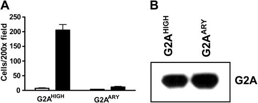 Figure 4. G-protein signaling in LPC/G2A-mediated chemotaxis. (A) Chemotaxis of J774A.1 cells overexpressing wild-type (G2AHIGH) or DRY mutant G2A (G2AARY). J774A.1 cells were transduced with wild-type or DRY mutant (DRY to ARY) G2A to overexpress these proteins. Effects of the mutation were assessed by examining cell migration toward LPC. The results are representative of 4 independent experiments. (B) Western blot of G2A proteins. Wild-type and DRY mutant G2A proteins were detected at similar level with G2A antibody.