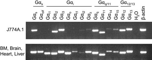 Figure 5. Expression profile of Gα genes in J774A.1 cells. RNA was extracted from wild-type J774A.1 cells and treated with DNaseI to remove genomic DNA contamination. Gα gene expression in J774A.1 cells was examined by RT-PCR using gene-specific primers. The cDNA mixture of bone marrow, brain, heart, and liver was used as a positive control.