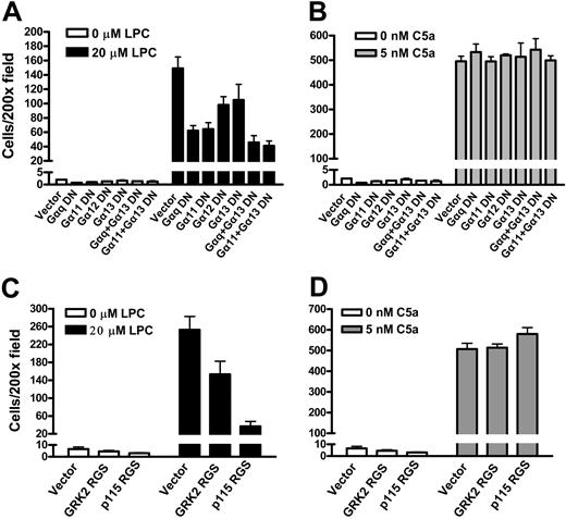 Figure 7. Gq/11 and G12/13 signaling in LPC/G2A-mediated chemotaxis. (A) Effects of Gα dominant-negative mutants on J774A.1 cell migration to LPC. G2AHIGH J774A.1 cells were transduced with dominant negative Gα subunits, Gαq Q209L/D277N, Gα11 Q209L/D277N, Gα12 Q231L/D299N, and Gα13 Q226L/D294N to specifically inhibit Gq/11 and G12/13 signaling. Migration of these cells to 20 μM LPC was compared. The results are representative of 3 independent experiments. (B) Effects of Gα dominant negative mutants on J774A.1 cell migration to C5a. (C) Inhibition of J774A.1 cell migration to LPC by RGS constructs. G2AHIGH J774A.1 cells were infected with GRK2 RGS or p115 RGS, and chemotaxis to LPC was examined. The results are representative of 3 independent experiments. (D) Effects of RGS constructs on C5a induced J774A.1 cell migration.