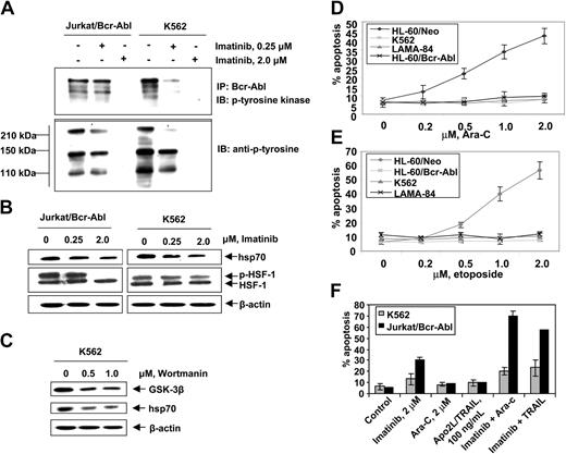Figure 2. Imatinib mesylate inhibits autophosphorylation of Bcr-Abl tyrosine kinase and depletes the levels of p-HSF-1 and hsp70 levels in K562 and Jurkat/Bcr-abl cells. (A) Jurkat/Bcr-Abl cells and K562 cells were treated with 0.25 μM or 2.0 μM imatinib for 24 hours. Cell lysates were collected and immunoprecipitated with Bcr-abl antibody and immunoblotted with anti–p-tyrosine antibody. (B) Following treatment with total cell lysates were immunoblotted with p-tyrosine, HSF-1, p-HSF-1, and hsp70 antibodies. (C) Following treatment with 0.5 or 1.0 μM wortmannin, AKT was immunoprecipitated from cell lysates and allowed to phosphorylate GSK-α/β, which was analyzed by Western blotting using an anti–phospho-GSK-3α/β (serine 21/9) antibody. Cell lysates also were immunoblotted with anti-hsp70 antibody. β-actin levels were used as loading control. (D, E) Indicated cell types were treated with Ara-C (D) and etoposide (E) at the indicated concentrations for 24 hours. Following these treatments, the percentages of apoptotic cells were determined by annexin-V staining followed by flow cytometry. Values represent the mean ± SE of 3 experiments. (F) K562 and Jurkat/Bcr-Abl cells were incubated with the indicated levels of imatinib and/or Ara-C or Apo-2L/TRAIL for 24 hours. Following these treatments, the percentages of apoptotic cells were determined by annexin-V staining followed by flow cytometry. Values represented by the bars indicate the mean ± SE of 3 experiments.