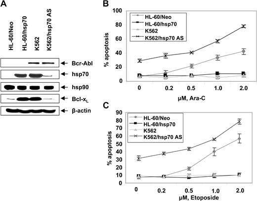 Figure 3. Ectopic expression of hsp70 cDNA in the reverse orientation depletes hsp70 levels and sensitizes CML-BC cells to Ara-C or etoposide-induced apoptosis. (A) Western analyses of the expression of hsp70, hsp90, Bcl-xL, Bcl-2, and XIAP in cells with high (K562, HL-60/hsp70) or low or depleted expression of hsp70 (HL-60, K562/hsp70 AS). (B, C) HL-60/Neo, HL-60/hsp70, K562, and K562/hsp70AS cell were treated with the indicated levels of Ara-C (B) or etoposide (C) for 24 hours. Following these treatments, the percentages of apoptotic cells were determined by annexin-V staining and flow cytometry. Values represent the mean ± SE of 3 experiments.
