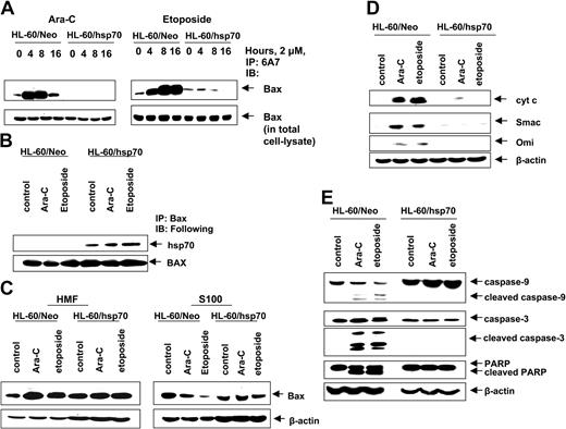 Figure 4. Hsp70 binds to Bax, blocks Bax conformational change and its translocation to the mitochondria, and inhibits initiation of mitochondria pathway. (A) HL-60/Neo cells and HL-60/hsp70 cells were treated with 2.0 μM Ara-C or 2.0 μM etoposide for 4, 8, or 16 hours. After this treatment, cell lysates were first immunoprecipitated with the 6A7 antibody that detects the conformationally changed Bax, then immunoblotted with a polyclonal anti-Bax antibody. (B) HL-60/Neo cells and HL-60/hsp70 cells were treated with either 2.0 μM of Ara-C or etoposide for 8 hours. Following this, the cell lysates were immunoprecipitated with anti-Bax antibody and immunoblotted with either anti-hsp70 or anti-Bax antibody. (C) HL-60/Neo cells and HL-60/hsp70 cells were treated with 2.0 μM Ara-C or 2.0 μM of etoposide for 24 hours. Following this, cytosolic (S100) and heavy membrane fractions were obtained and immunoblotted with anti-Bax antibody. β-actin levels were used as loading control. (D) HL-60/Neo and HL60/hsp70 were treated with 2.0 μM of Ara-C or etoposide for 24 hours. Following this treatment, the S100 fractions were obtained from the cells and used for the immunoblot analysis of cyto c, Smac/DIABLO, and Omi. (E) Total cell lysates also were immunoblotted with antibodies to caspase-9, caspase-3, and PARP. β-actin levels were used as loading control.