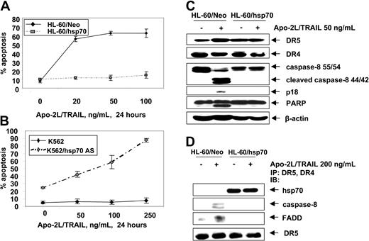 Figure 5. Hsp70 blocks Apo-2L/TRAIL–induced apoptosis. (A) HL-60/Neo and HL-60/hsp70 cells were treated with Apo-2L/TRAIL at the indicated concentrations for 24 hours. Following these treatments, the percentages of apoptotic cells were determined by annexin-V staining followed by flow cytometry. Values represent the mean ± SE of 3 experiments. (B) K562 and K562/hsp70 AS cells were treated with Apo-2L/TRAIL at the indicated concentrations for 24 hours, and the percentages of apoptotic cells were determined by annexin-V staining followed by flow cytometry. (C) Cell lysates of untreated and Apo-2L/TRAIL–treated HL-60/Neo and HL-60/hsp70 cells also were immunoblotted with antibodies to DR4, DR5, caspase-8, FLIPL, and PARP. β-actin levels were used as loading control. (D) HL-60/Neo and HL-60/hsp70 cells were treated with Apo-2L/TRAIL at the indicated concentration for 4 hours. After this, from the cell lysates, immunoprecipitates with anti-DR5 and anti-DR4 antibodies were immunoblotted with anti-hsp70, anti–caspase-8, anti-FADD, or anti-DR5 antibody.