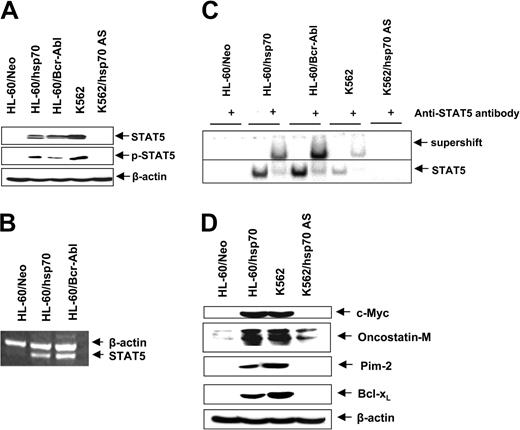 Figure 6. Increased hsp70 levels directly correlate with STAT5 levels and transcriptional activity. (A) Immunoblot analyses of total cell lysate from HL-60/Neo, HL-60/hsp70, HL-60/Bcr-abl, K562, and K562AS HSP70 cells, using anti-STAT5 or p-STAT5 antibodies. β-actin levels were used as loading control. (B) In the indicated cell types, the mRNA level of STAT5 was determined by reverse-transcription PCR, with β-actin mRNA as the control. (C) Nuclear extracts from the indicated cell types also were subjected to EMSA to estimate levels of STAT 5 DNA binding activity. Supershift of the STAT5 band was demonstrated by using anti-STAT5 antibody. (D) Immunoblot analyses of c-Myc, oncostatin-M, Bcl-xL, and β-actin in the cell lysates obtained from the indicated cell lines.