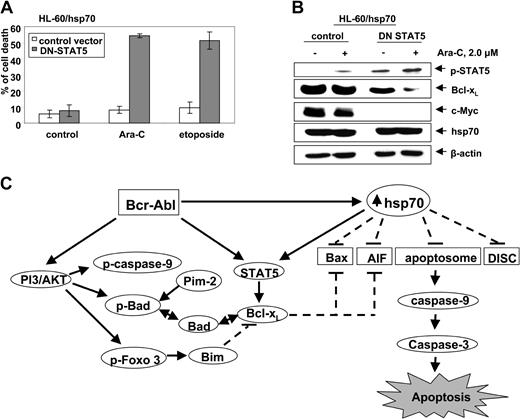 Figure 7. Infection with dominant negative (DN) STAT 5 sensitizes HL-60/hsp70 cells to Ara-C and etoposide-induced cell death. (A) HL-60/hsp70 cells were incubated with the media containing the vaccinia virus encoding DN-STAT5 cDNA for 4 hours (the mutant DN-STAT5 construct is phosphorylated and able to bind STAT5 DNA binding elements). Following this, cells were washed and exposed to Ara-C or etoposide for 24 hours. Subsequently, the control cells (infected with the control vaccinia virus or DN-STAT5 containing vaccinia virus) and the drug-treated cells were harvested to determine percent of dead cells (PI uptake by flow cytometry). Values represent the mean ± SE of 3 experiments. (B) Total cell lysates from the HL-60/hsp70 cells treated as above with the control virus or DN-STAT5 containing vaccinia virus followed by Ara-C were immunoblotted with antibodies specific for p-STAT5, Bcl-xL, c-Myc, and hsp70. β-actin levels were used as loading control. (C) Molecular consequence of Bcr-Abl–mediated up-regulation of the levels and/or activity of AKT, STAT5, and hsp70 on the apoptotic signaling through the Apo-2L/TRAIL–induced DISC or the “apoptosome” downstream of the mitochondria.