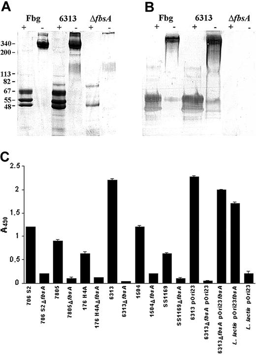 Figure 1. FbsA mediates absorption of Fbg from human plasma and attachment of S agalactiae to Fbg. In panels A and B the FbsA-dependent absorption of plasma Fbg by S agalactiae strains is reported. The FbsA+ S agalactiae strain 6313 and its fbsA– mutant were mixed with human plasma. Subsequently, bacteria-bound proteins were eluted and subjected to electrophoresis on an 7.5% polyacrylamide gel under reducing (+) and nonreducing conditions (–) and then Coomassie stained (A) or probed by Western blot (B). The Coomassie-stained gel and Western blot show a reference sample of pure human Fbg and proteins absorbed and eluted from bacteria, as indicated. Immunostaining was performed by incubating the membrane with mouse IgG raised against human Fbg. No Fbg bands were detected on a blot containing plasma proteins bound to the fbsA– mutant. Molecular mass markers (left) are in kilodaltons. In panel C, the adherence of S agalactiae strains to Fbg is reported. Microtiter plates were coated with fibrinogen (10 μg/mL) and incubated for 2 hours with 5 × 107 cells belonging to different serotypes. After extensive washes, 1 μg rabbit anti–GBS IgG was added to each well, followed by an incubation for 90 minutes. Attachment of the bacteria was quantified by addition of peroxidase-conjugated goat anti–rabbit IgG and the plates were developed with o-phenylenediamine. The bars show SDs of triplicate samples.