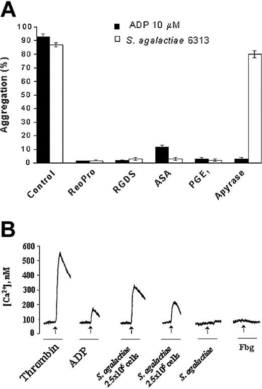Figure 4. Mechanism of S agalactiae–induced platelet activation/aggregation. (A) Effect of inhibitors on S agalactiae 6313-induced platelet aggregation. PRP (0.4 mL) was pretreated with 1 mM RGDS, abciximab (10 μg/mL), 1 μM PGE1, or apyrase (10 U/mL) for 5 minutes or with 1 μM ASA for 20 minutes prior to the induction of platelet aggregation by 10 μM ADP (▪) or S agalactiae 6313 cells (5 × 107; □). Results are expressed as percentage of aggregation performed in the absence of antagonists. Each data point is the mean ± SD of 4 experiments. (B) S agalactiae cells induce cytosolic Ca2+ increase in platelets. Fura-2/am-loaded platelets (8 × 107 in 0.4 mL) were stimulated with 2.5 × 105 or 2.5 × 106 cells of S agalactiae 6313 in the presence of Fbg (3 mg/mL). Trace of Ca2+ increase by thrombin (1 U/mL) is shown as control. The effect of either bacteria or Fbg on Ca2+ increase in platelets is also reported. The arrows indicate the addition of agonist to platelets. Results are representative of 3 experiments.