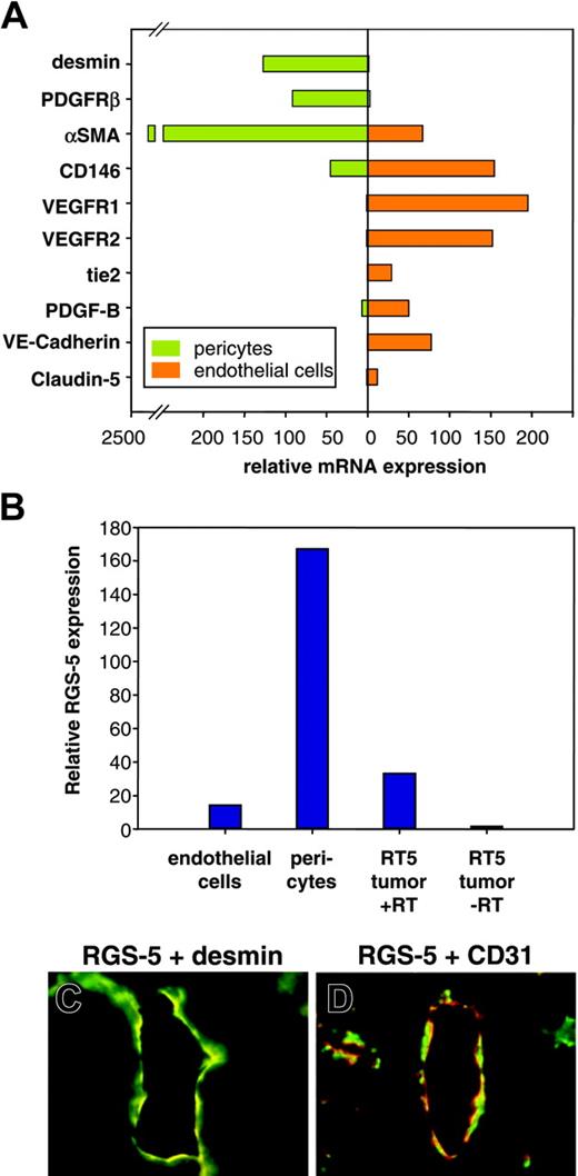 Figure 4. RGS-5 is specifically up-regulated in perivascular cells of RIP1-Tag5 tumors. Endothelial cells (CD31+, ME-9F1+) and PDGFR-β+ cells were separated from end-stage RIP1-Tag5 tumors by flow cytometry. (A) Total RNA from isolated cells was analyzed for marker gene expression to confirm endothelial cell or pericyte phenotypes. αSMA expression in the endothelial cell fraction most likely indicates the presence of some perivascular cells, which remain attached to endothelial cells during purification. (B) Relative RGS-5 expression was quantified for each cell population and compared to RGS-5 expression in total RNA prepared from whole tumors (–RT indicates minus reverse transcriptase control). Expression levels in panels A and B were normalized to HPRT as an internal standard. In situ hybridization, followed by immunohistochemistry shows colocalization of the pericyte marker desmin (green) with RGS-5 transcripts (red) in panel C, but in panel D no perfect match was seen with RGS-5 (red) and the endothelial cell marker CD31 (green) in RIP1-Tag5 tumor vessels (original magnification × 16).