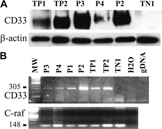 Figure 5. CD33 expression is also detected by Western blot and RT-PCR analysis. (A) A 67-kDa protein revealed by antibody WM53 and corresponding to CD33 was detected by immunoblot analysis of tumoral pDCs from patients no. 2, 3, and 4 (P2, P3, P4, respectively). TP1 and TP2 (2 AML) were used as positive controls, and TN1 (human fibrosarcoma cell line HT1080) was used as a negative control. The loading and transfer of equivalent protein levels was confirmed using β-actin mAb staining. Densitometric analysis of CD33 and β-actin signal and determination of CD33 signal/β-actin signal ratio demonstrated that cells from patients no. 2 and 3 expressed similar levels of CD33 (CD33/β-actin ratio 2.4 and 3.4, respectively) as TP1 and TP2 (CD33/β-actin ratio 2 and 2.2, respectively). The CD33/β-actin ratio for cells from patient no. 4 was lower (1.0 compared to 0 for TN1). (B) Expression of CD33 mRNA transcripts (305 bp) was detected in the tumoral pDCs from the 4 patients (P1, P2, P3, and P4).As in panelA, positive controls were AML cells (TP1 and TP2) and negative control was the HT1080 line. Two other controls were performed (no addition of DNA, noted as H2O; a control for the absence of gDNA amplification, noted as gDNA). Amplification of a 148-bp c-raf fragment is shown as a control. No contamination with gDNA is attested by the absence of signal at 258 bp.