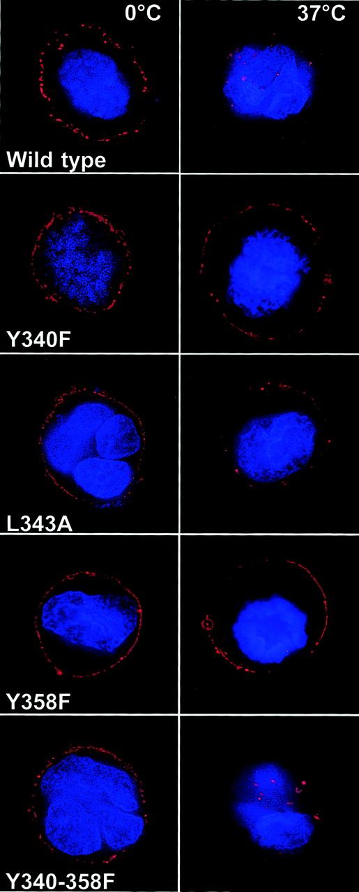 Figure 3. Confocal microscopy study of ITIM-dependent internalization of antibody-bound CD33 in transduced cell lines. OCI-AML3 cell sublines transduced with either wild-type CD33 or CD33 mutants were incubated with Alexa Fluor 594–labeled hP67.6 on ice water before the cells were transferred to antibody-free medium and either kept in ice water (left panels) or incubated in 37°C (right panels) to allow internalization of antibody-bound CD33 for 30 minutes. Cells were then fixed, stained with DAPI, and visualized by confocal microscopy.