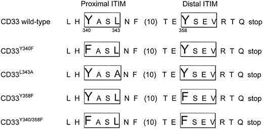 Figure 6. Schematic representation of CD33 mutants used in internalization and cytotoxicity experiments. Single-letter amino acid code is used. Spacing between F and T is shown in brackets.