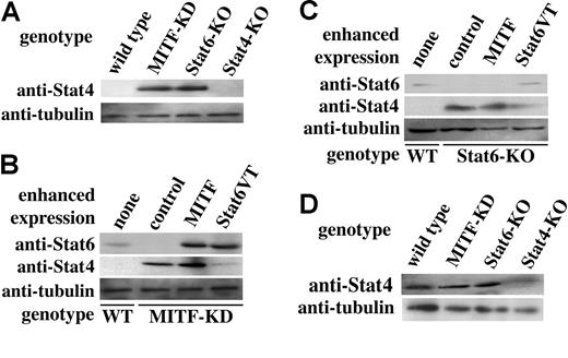 Figure 2. Western blot analysis of expression of Stat6 or Stat4 proteins in cultured MMCs. Indicated cell lysates were blotted with anti-Stat6 (M-20), anti-Stat4 (C-20), and anti–α-tubulin Abs. (A) Western blot analysis of cultured MMCs derived from control, MITF-KD, Stat6-deficient, and Stat4-deficient mice. (B) Western blot analysis of cultured MITF-KD MMCs after enforced expression of control vector, MITF, or Stat6VT (activated form Stat6). Lysates of the indicated cultured MMCs were blotted with anti-Stat6, and anti-Stat4 and anti–α-tubulin Abs. (C) Western blot analysis of cultured Stat6-deficient MMCs after the enforced expression of control vector, MITF, or Stat 6VT. Lysates of the indicated cultured MMCs were blotted with anti-Stat6, and anti-Stat4 and anti–α-tubulin Abs. (D) Western blot analysis of expression of Stat4 proteins in cultured CTMCs. Cell lysates were blotted with anti-Stat 4 and anti–α-tubulin Abs.