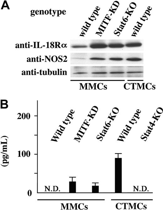 Figure 3. Th1-related molecules in mast cells. (A) Western blot analysis of expression of IL-18Rα and NOS2 proteins in cultured MMCs derived from control, MITF-KD, and Stat6-deficient mice or cultured CTMCs derived from control mice. (B) IFN-γ production by cultured MMCs and cultured CTMCs. Culture supernatants of the indicated cultured mast cells with stimulation of IL-12 and IL-18 were analyzed with ELISA.