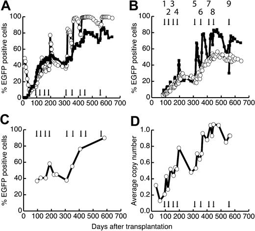 Figure 1. In vivo selection in dog G179 after multiple cycles of O6BG and temozolomide. (A-B) Flow cytometric analysis. (A) Percent EGFP-positive granulocytes (○) and lymphocytes (▪) from peripheral blood. (B) Percent EGFP-positive red blood cells (○) and platelets (▪) from peripheral blood. (C) Percent EGFP-positive CD34+ cells from bone marrow (○). (D) Quantification of provirus in leukocytes from peripheral blood by Taqman-PCR. Arrows indicate the treatment cycles. O6BG was used at a fixed dose of 5 mg/kg with a maximal dose of 50 mg per administration. The doses of temozolomide were (1) 50 mg/m2, (2) 100 mg/m2, (3) 100 mg/m2, (4) 200 mg/m2, (5) 300 mg/m2, (6) 400 mg/m2, (7) 500 mg/m2, (8) 600 mg/m2, and (9) 700 mg/m2.