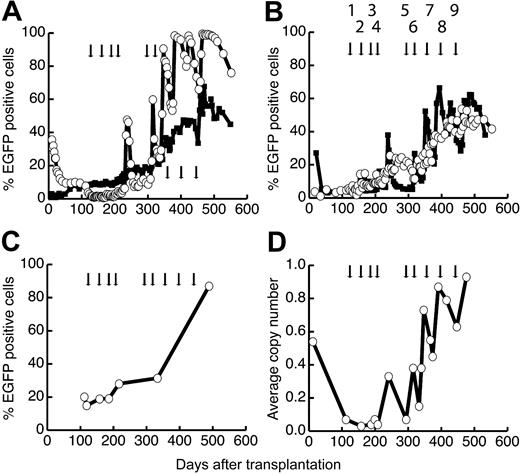 Figure 2. In vivo selection in dog G197 after multiple cycles of O6BG and temozolomide. (A-B) Flow cytometric analysis. (A) Percent EGFP-positive granulocytes (○) and lymphocytes (▪) from peripheral blood. (B) Percent EGFP-positive red blood cells (○) and platelets (▪) from peripheral blood. (C) Quantification of provirus in leukocytes from peripheral blood by Taqman-PCR. Arrows indicate the treatment cycles. O6BG was used at a fixed dose of 5 mg/kg with a maximal dose of 50 mg per administration. The doses of temozolomide were (1) 75 mg/m2, (2) 150 mg/m2, (3) 225 mg/m2, (4) 300 mg/m2, (5) 400 mg/m2, (6) 500 mg/m2, (7) 600 mg/m2, (8) 700 mg/m2, and (9) 800 mg/m2.