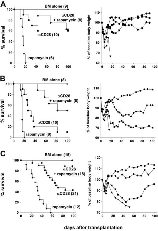 Figure 3. Anti-CD28 mAb and rapamycin are synergistic in preventing lethal GVHD. (A) Lethally irradiated (1200 cGy) B10.BR recipients were given transplants of 15 × 106 T-cell–depleted marrow cells plus 25 × 106 splenocytes from C57BL/6 donors. Recipients were treated intraperitoneally with either anti-CD28 mAb (αCD28) at 100 μg × 1 day or rapamycin (rapamycin) at 1.5mg/kg × 14 days or both (αCD28 + rapamycin). (B) Lethally irradiated (1200 cGy) B10.BR recipients were given transplants of 15 × 106 T cell–depleted marrow cells plus 25 × 106 splenocytes from C57BL/6 donors. Recipients were treated intraperitoneally with either anti-CD28 mAb at 20 μg × 1 day or rapamycin at 1.5mg/kg × 14 days or both. (C) Lethally irradiated (1000 cGy) B10.BR recipients were given transplants of 15 × 106 T-cell–depleted marrow cells plus 15 × 106 splenocytes from C57BL/6 donors. Recipients were treated intraperitoneally with either αCD28 mAb alone or rapamycin at 1.5mg/kg × 14 days or both. Anti-CD28 mAb was given either at 100 μg × 1 day or 100 μg × 8 days, and data were combined because there was no difference in effect. Left panels show survival, and right panels show average body weight across time compared with baseline (day -1). Numbers of recipients are indicated in parentheses. Data are pooled from 2 (A) and 3 experiments (B-C), respectively.