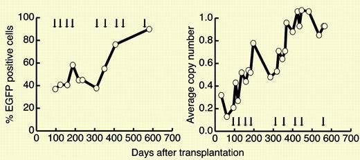 In vivo selection in dog G179 after multiple cycles of O6BG and temozolomide. See the complete figure in the article beginning on page 997.